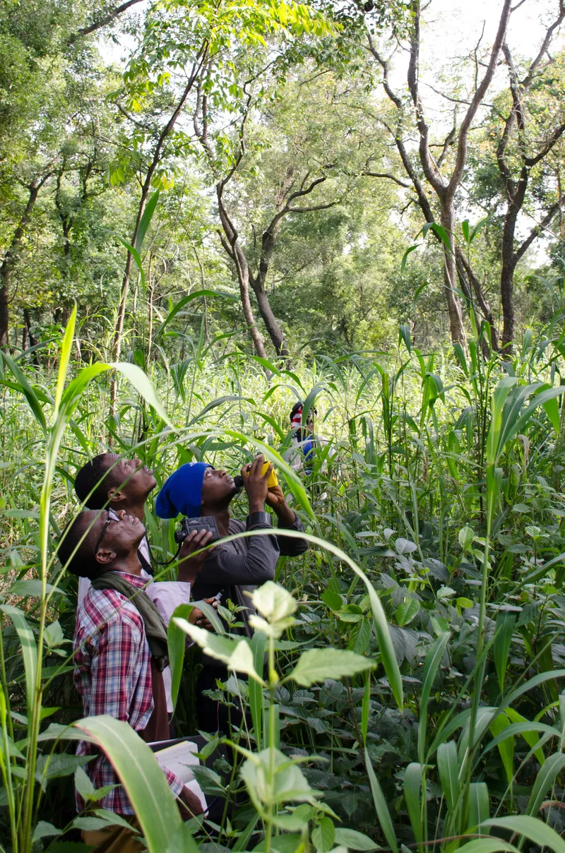 Three field researchers in tall grass observing the forest canopy with binoculars and a camera