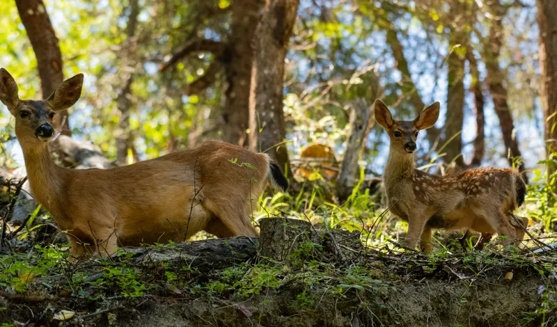A doe and fawn standing in dappled forest light, illustrating the type of wildlife recorded on survey