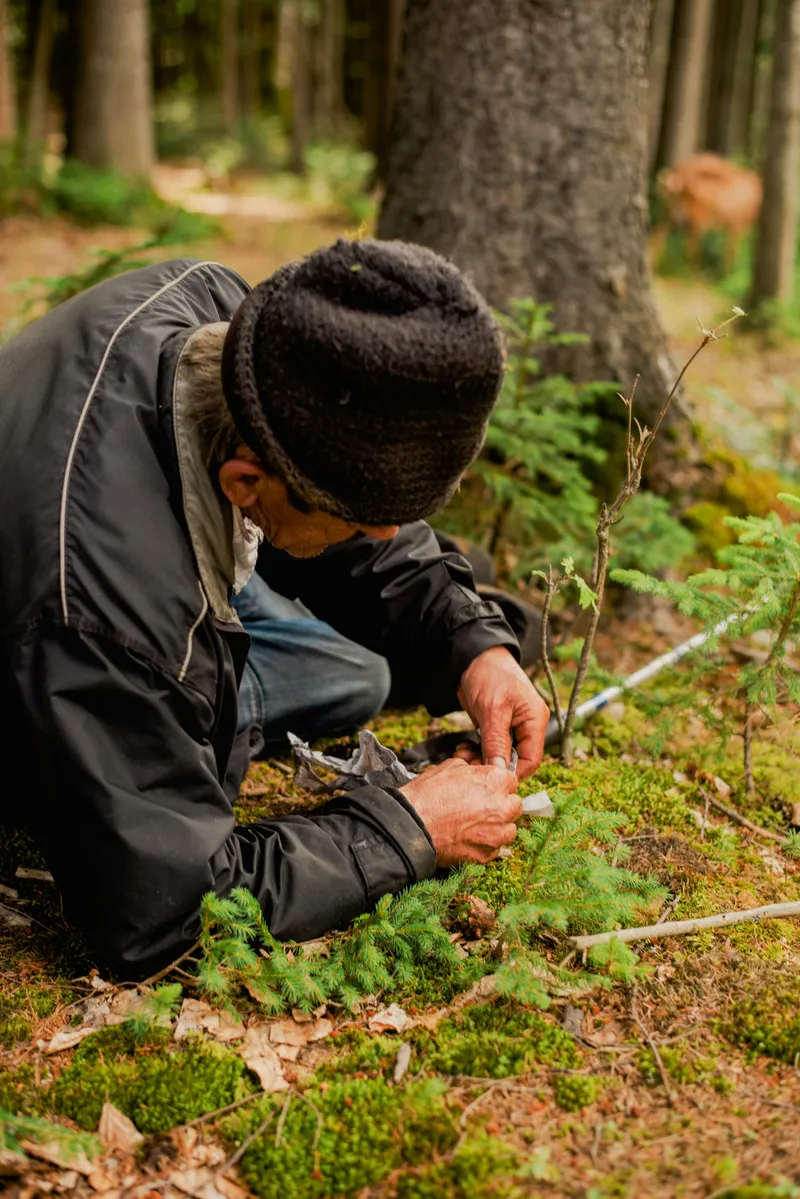 A researcher kneeling on a forest floor closely examining a seedling and moss