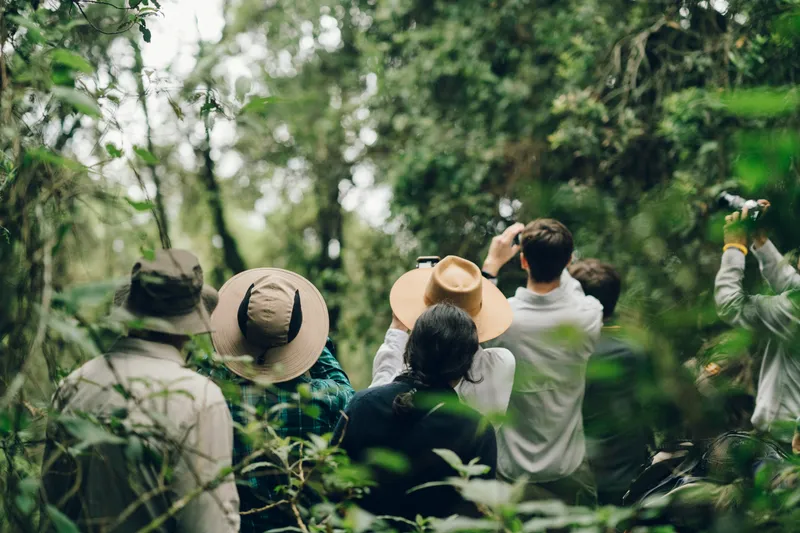 A group of people in hats photographing wildlife in dense forest