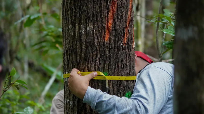 Hands wrapping a yellow measuring tape around a marked tree trunk in forest
